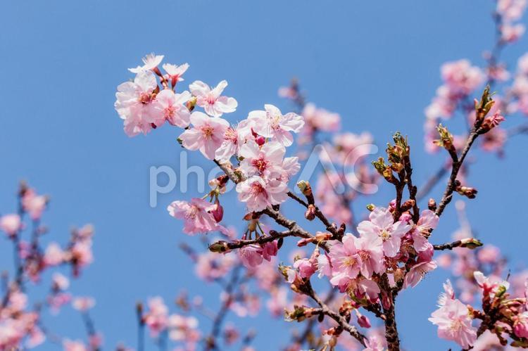 一足早い春を告げる早咲きの桜の花 春,花,青空の写真素材
