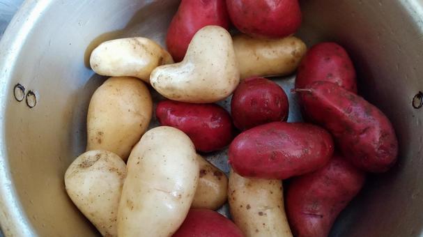 家庭菜園のじゃがいもにハート型が 家庭菜園のじゃがいもにハート型が じゃがいも,家庭菜園,ハートの写真素材