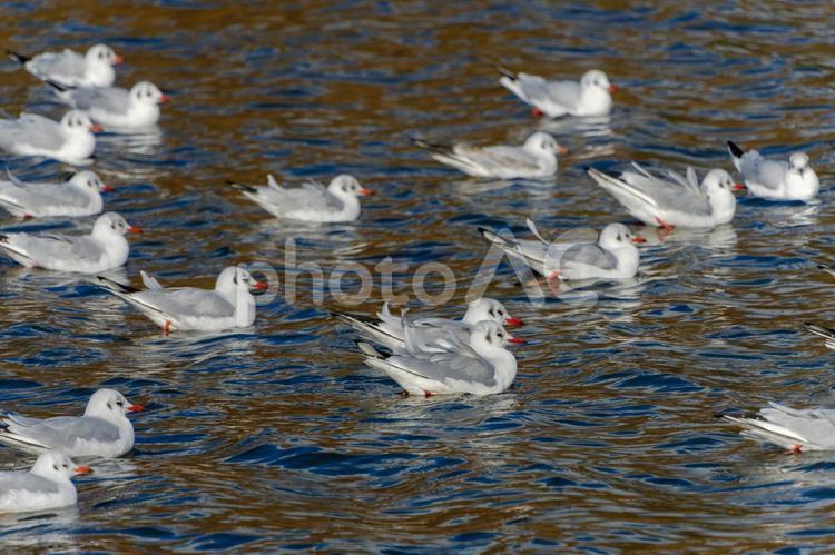 水面に映るユリカモメの群れ ユリカモメ,カモメ,水鳥の写真素材