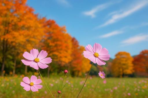 秋の花 コスモス 秋の花 コスモスの写真