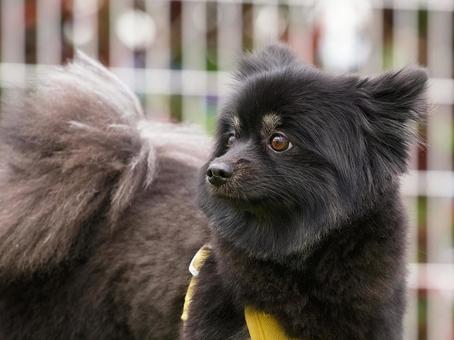 黒いワンコの顔（ポメラニアン） 犬,ポメラニアン,ポメの写真素材
