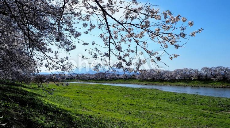 春の一目千本桜＆蔵王連峰・宮城県大河原町 春,桜,白石川堤の写真素材