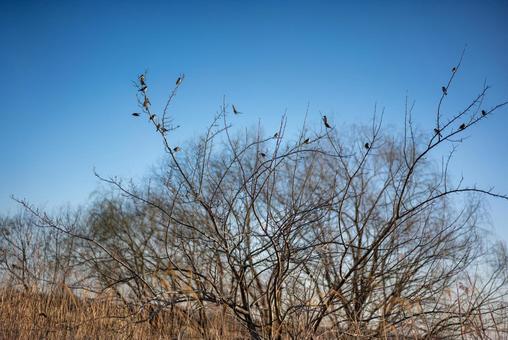 冬枯れの枝に佇む小鳥たちの写真