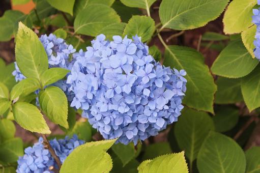 Hydrangea 110, JPG Hydrangea 110, JPG