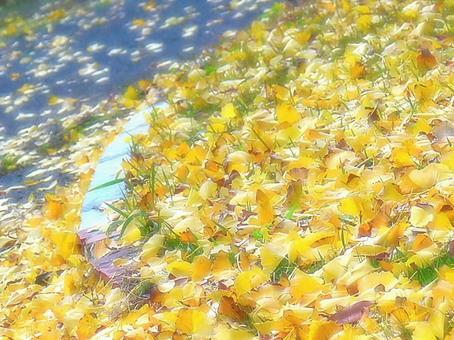 日本の紅葉 日本の紅葉 こうよう,銀杏,いちょうの写真素材