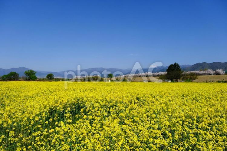 菜の花畑の風景 菜の花,春,風景の写真素材