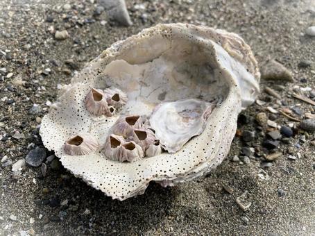 フジツボのくっついた貝殻 フジツボのくっついた貝殻 フジツボ,貝殻,砂浜の写真素材