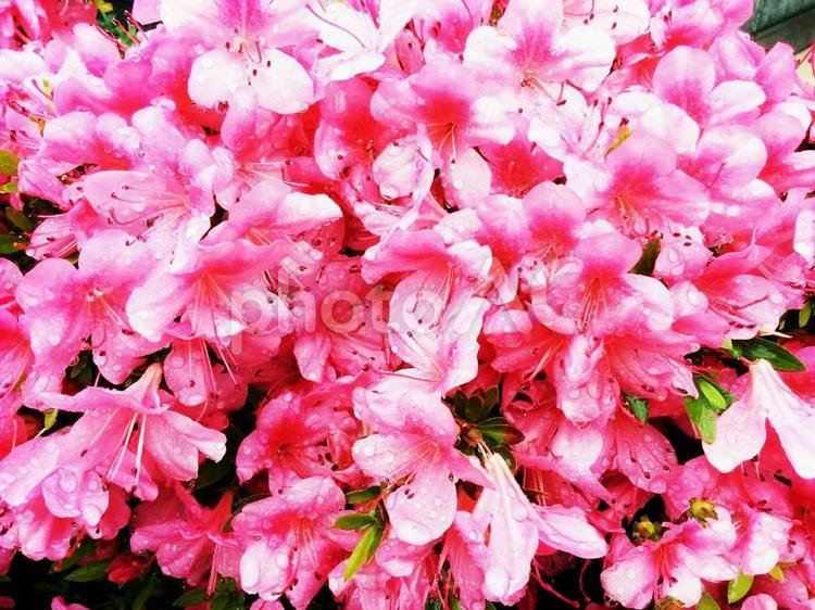花　躑躅　つつじ　ツツジ　サツキ　さつき　アザレア　愛の喜び　自制心　節制　節度　慎み　努力　訓練　10 ツツジ,つつじ,躑躅の写真素材