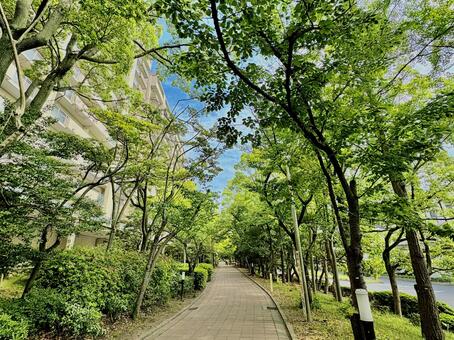 初夏の散歩 並木道,木漏れ日,青空の写真素材