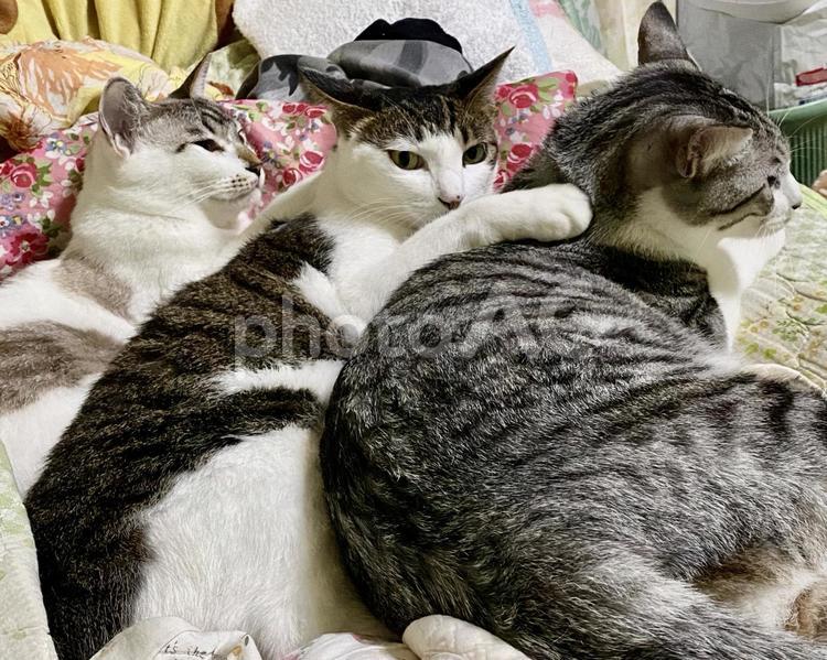 引っ付きまくる複数猫ちゃん 猫,シャムトラ,サバシロの写真素材