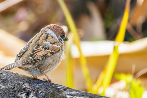 Sparrow walking on the ground, JPG Sparrow walking on the ground, JPG