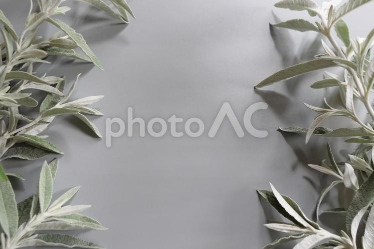 【テキストスペース】リーフa リーフ,葉,植物の写真素材