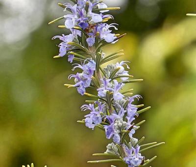 Photo, rosemary, flower, beautiful, 
