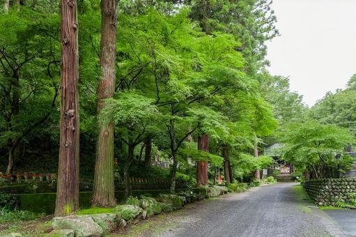 那珂川町 龍澤山乾徳寺 参道(栃木) 那珂川町 龍澤山乾徳寺 参道(栃木) 那珂川町,龍澤山,乾徳寺の写真素材