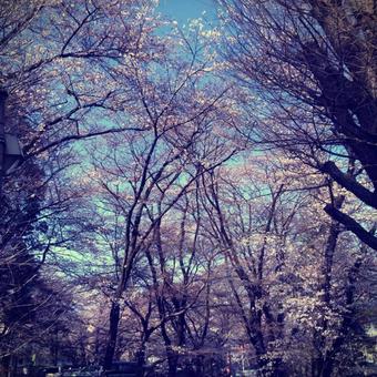 桜の花々 桜の花々の写真