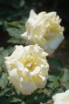 荒牧バラ園520　マダム・サチの写真