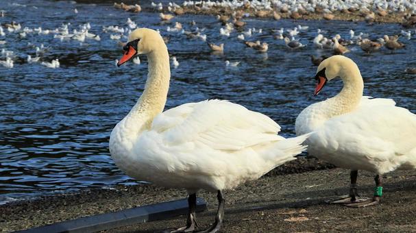 沼津市西浦木負の岸壁のコブハクチョウ 海,秋,水鳥の写真素材