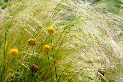 Photo, early summer, classpedia, flower, 