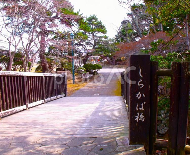 函館公園にて～公園内の橋。 函館,函館公園,散歩の写真素材