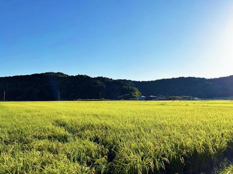 広大な田園風景 広大な田園風景 空,稲穂,田園の写真素材