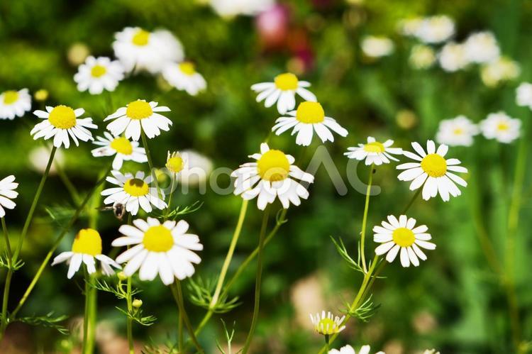 春の白い小花とハチ～カモミールの花畑 春,春の花,花の写真素材