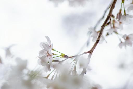 桜 桜 桜,サクラ,花の写真素材