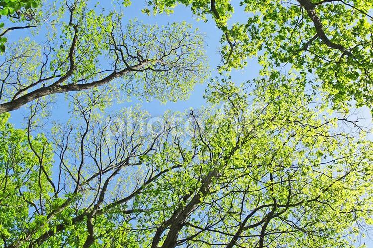樹木と空 新緑,木漏れ日,青空の写真素材
