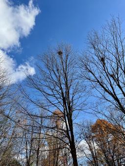 秋晴れと枯れ木に鳥の巣 鳥の巣,秋晴れ,枯れ木の写真素材