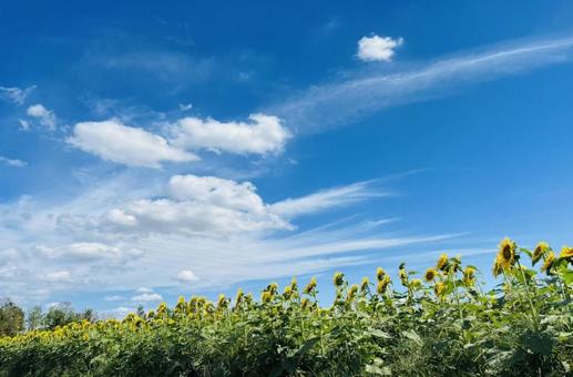ひまわり畑 ひまわり畑 ひまわり,空,ヒマワリの写真素材