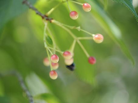 初夏の桜の実のクローズアップ写真 初夏の桜の実のクローズアップ写真の写真