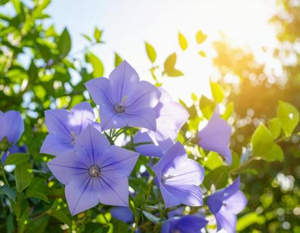 桔梗 桔梗の写真