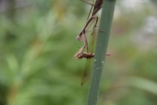 トンボを食べようとしている，カマキリ カマキリ,昆虫,捕食の写真素材