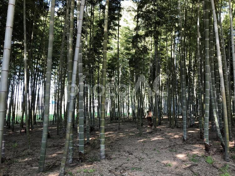 竹林　栃木 竹,林,竹林の写真素材