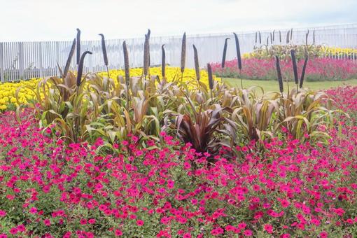 鮮やかな花々 鮮やかな花々 花,フラワー,自然の写真素材