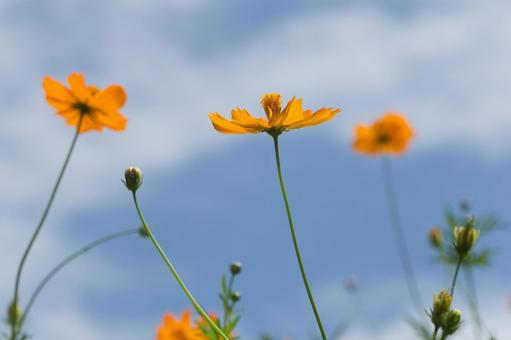 キバナコスモスの写真