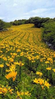 可睡ゆり園 百合,花,可睡斎の写真素材