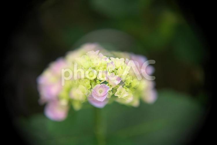 ソフトに咲くアジサイ アジサイ,ソフト,紫陽花の写真素材