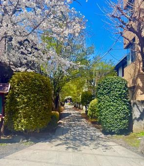 参道と桜と青空の写真