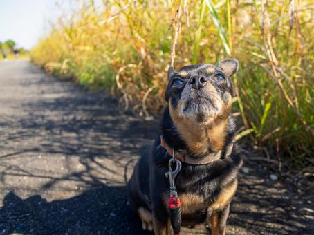 散歩する犬 犬,わんこ,ペットの写真素材