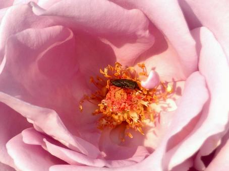 ピンク色のバラの花粉を集めるアブの仲間 アブ,虫,昆虫の写真素材