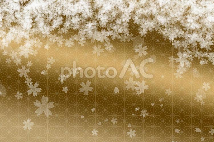 桜／テクスチャ【TKPp】 3月,brown,flowerの写真素材