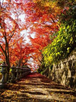 称名寺の紅葉⒀ 秋,紅葉,称名寺の写真素材