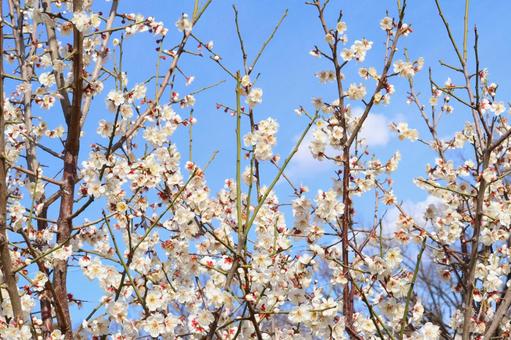 美しい白梅　７ 梅,白,花の写真素材