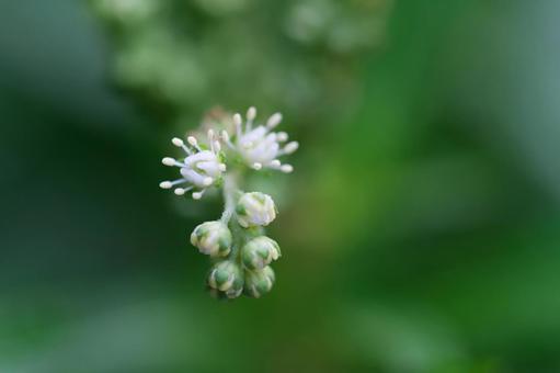 タコノアシ タコノアシの写真