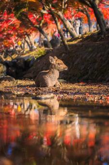紅葉と鹿 奈良公園,鹿,紅葉の写真素材