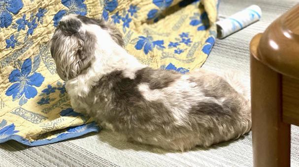 シーズーわんころ様の後ろ姿 シーズーわんころ様の後ろ姿 犬,シーズー,お座りの写真素材