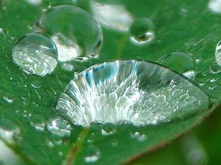水滴と緑の葉の写真