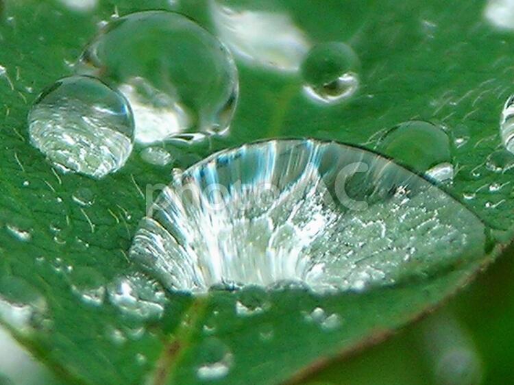 水滴と緑の葉 水滴,丸い水滴,水の写真素材