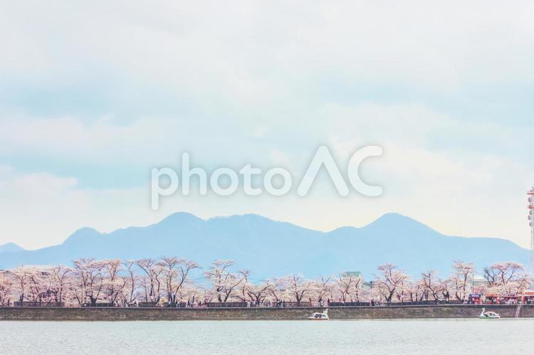 高松の池の桜並木 高松の池,桜,自然の写真素材