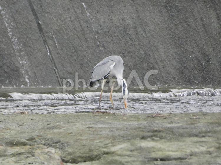 水を飲むアオサギ 鳥,野鳥,アオサギの写真素材